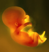 humano-feto.gif